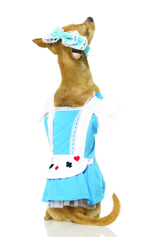 コスチューム LLA21006 Alice Costume Bow and Apron Dress
